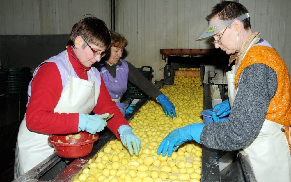 Zwei parallel verlaufende Kartoffelaufbereitungs- und -schälstrecken sind das Kernstück in den Seydaer GeKa-Hallen.