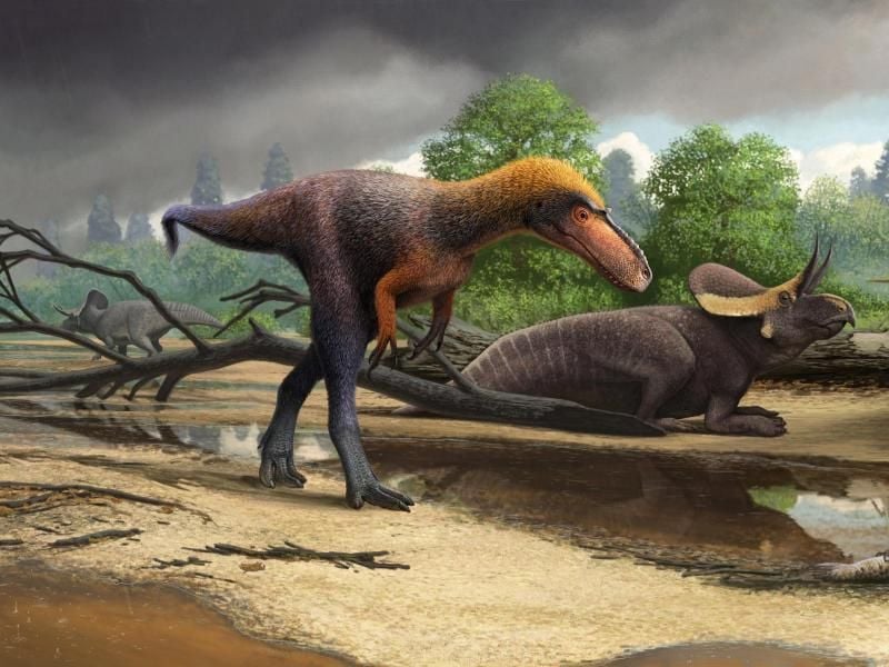 Rekonstruktion des Dinos „Suskityrannus hazelae” aus der Spätkreide im heutigen New Mexico. Foto: Andrey Atuchin