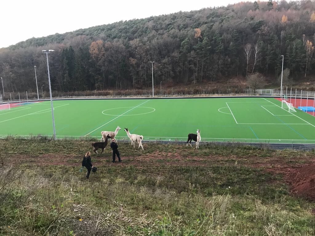 Vier Lamas wollte unbedingt auf den Fußballplatz - die Polizei ließ das Spiel aber nicht zu.