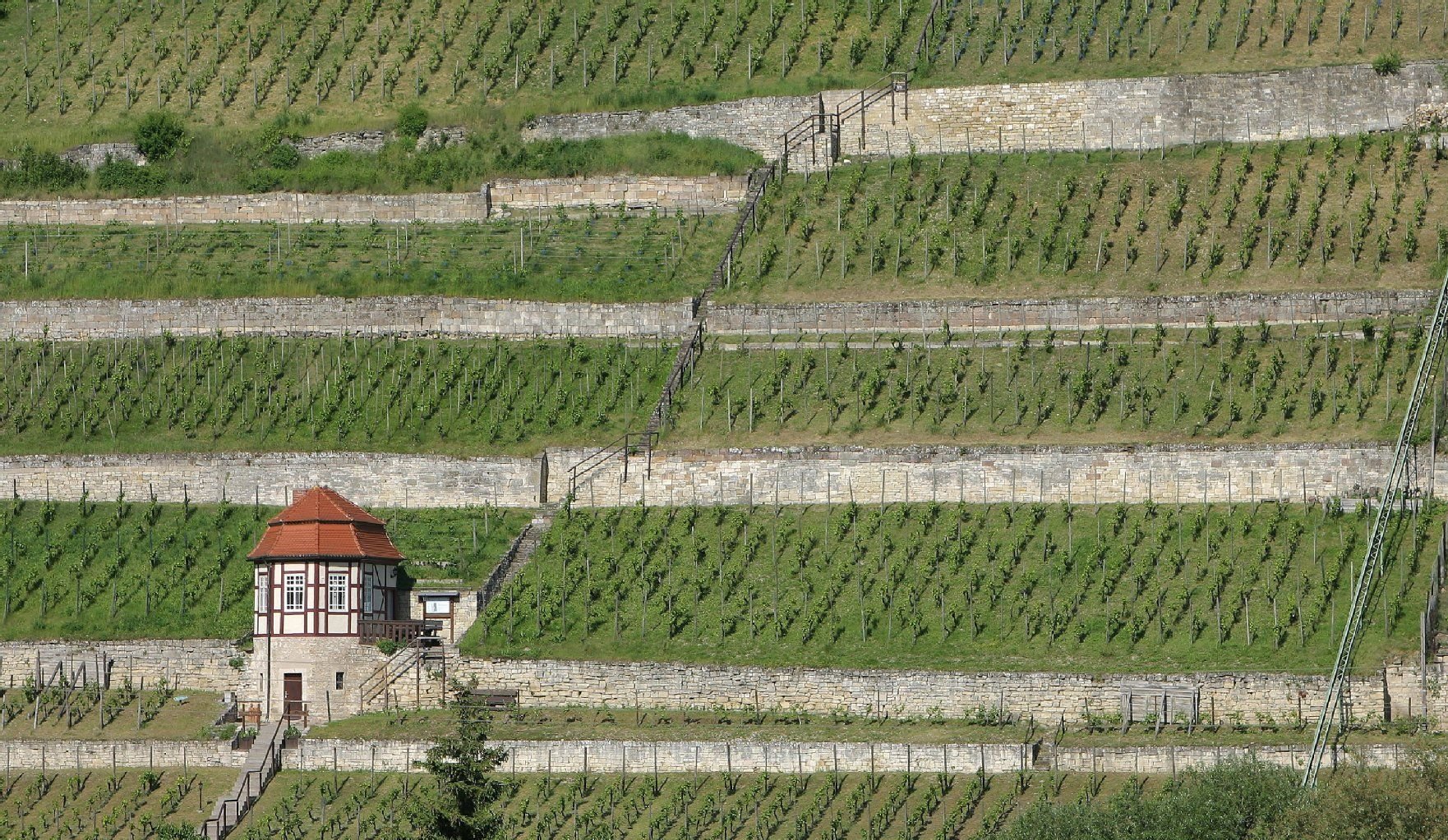 Blick auf einen Weinberg bei Freyburg (Unstrut). Das rund 660 Hektar große Anbaugebiet Saale-Unstrut gehört zu den kleineren Anbaugebieten in Deutschland.