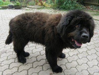 Der Neufundländer «Djug» in Reisbach (Niedernbayern). Der ausgebüxte zottelige Hund hat im niederbayerischen Landkreis Dingolfing-Landau Bären-Alarm ausgelöst. (FOTO: DPA)