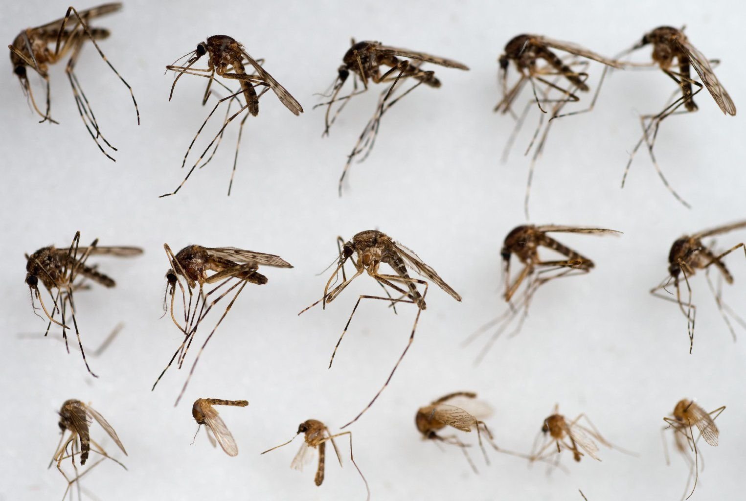 Verschiedene präparierte Mücken sind im Leibniz-Zentrum für Agrarlandschaftsforschung (ZALF) am Institut für Landnutzungssysteme AG Medizinische Entomologie in Müncheberg zu sehen.