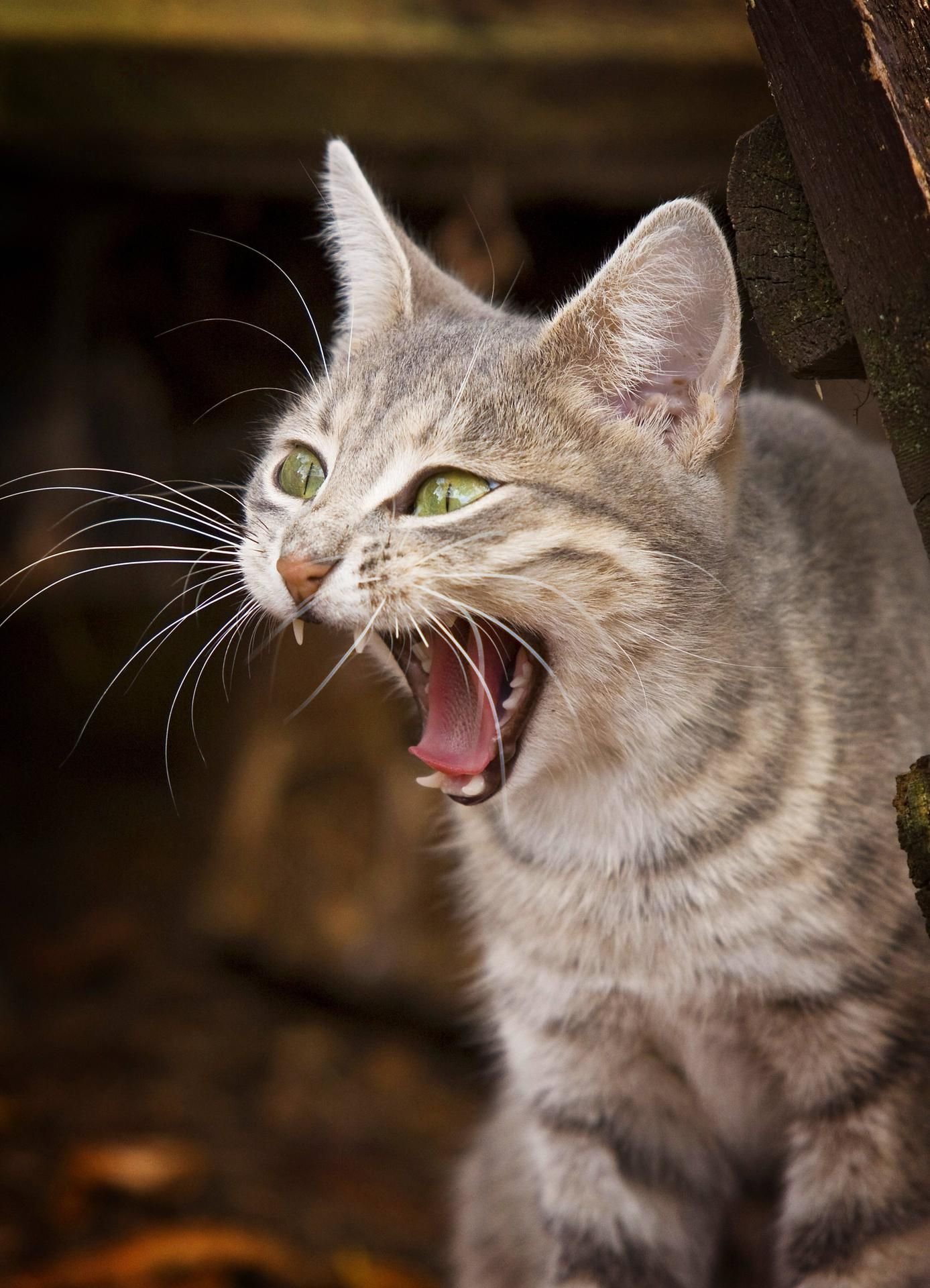 Kater Eddie sorgt für Aufregung im sonst so ruhigen Lübeck. Jetzt ist sogar die Polizei eingeschaltet. (Symbolbild)