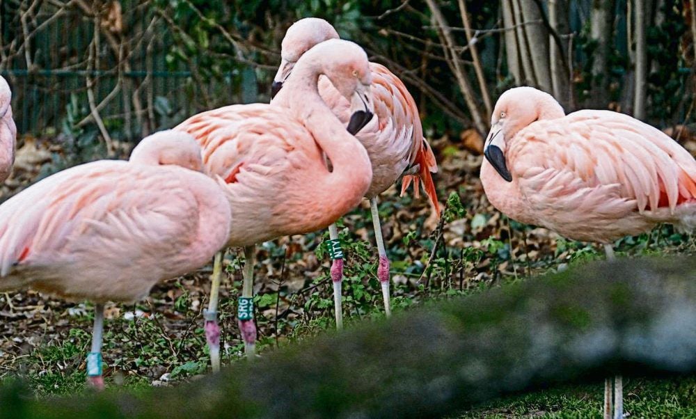 Für Flamingos ist der Start ins neue Jahr besonders stressig.