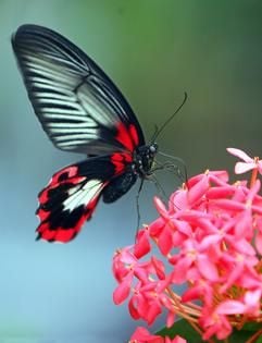 Ein scharlachroter Ritter (Papilio rumanzovia) sitzt auf einer Blüte im Schmetterlingshaus des Magdeburger Elbauenparks. (Foto: dpa)