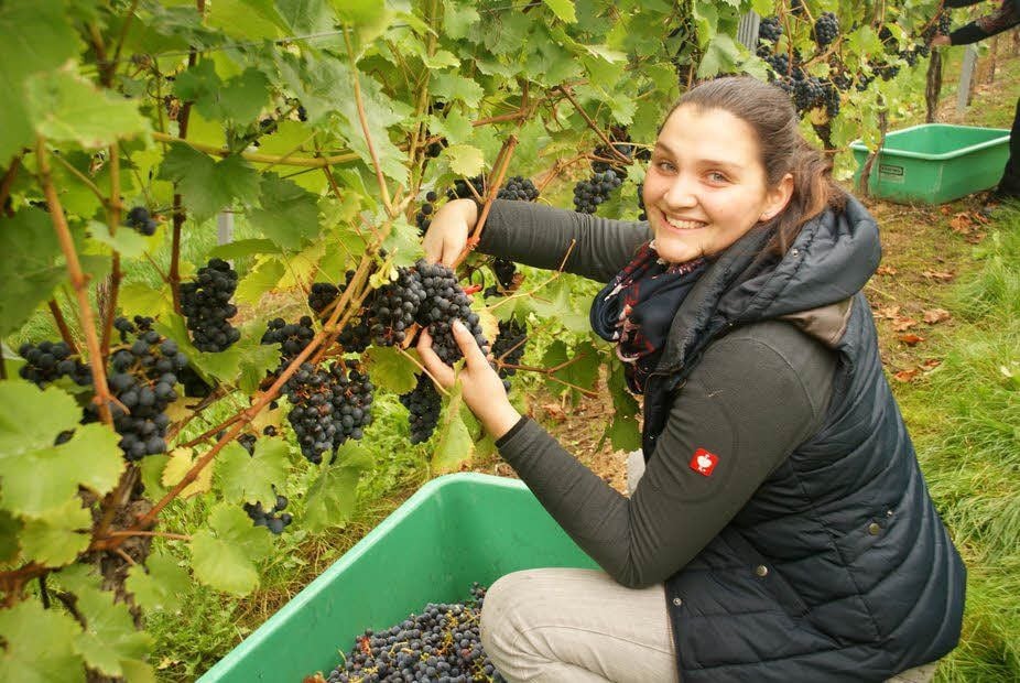 Salsitz: Im englischen Weingarten wurden am Sonntag von zirka 1.600 Rebstöcken die Weinsorten gelesen. Auch Annemarie Triebe, Winzerlehrling im 3. Lehrjahr, legte mit Hand an.