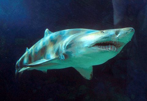 Ein Tigerhai schwimmt in einem Aquarium des Seaworld-Unterwasserparks in San Diego (Archivbild von 1988) in den USA. Einen Tag nach dem Tod eines zehnjährigen Jungen ist in den USA ein zweiter Mensch bei einem Haiangriff ums Leben gekommen. (FOTO: ARCHIV/DPA)