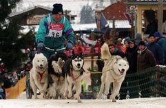 Klaus-Dieter Lenz vom Berliner Sportverein Reinrassiger Schlittenhunde Deutschland startet mit seinen vier Siberian Huskys. (Foto: dpa)