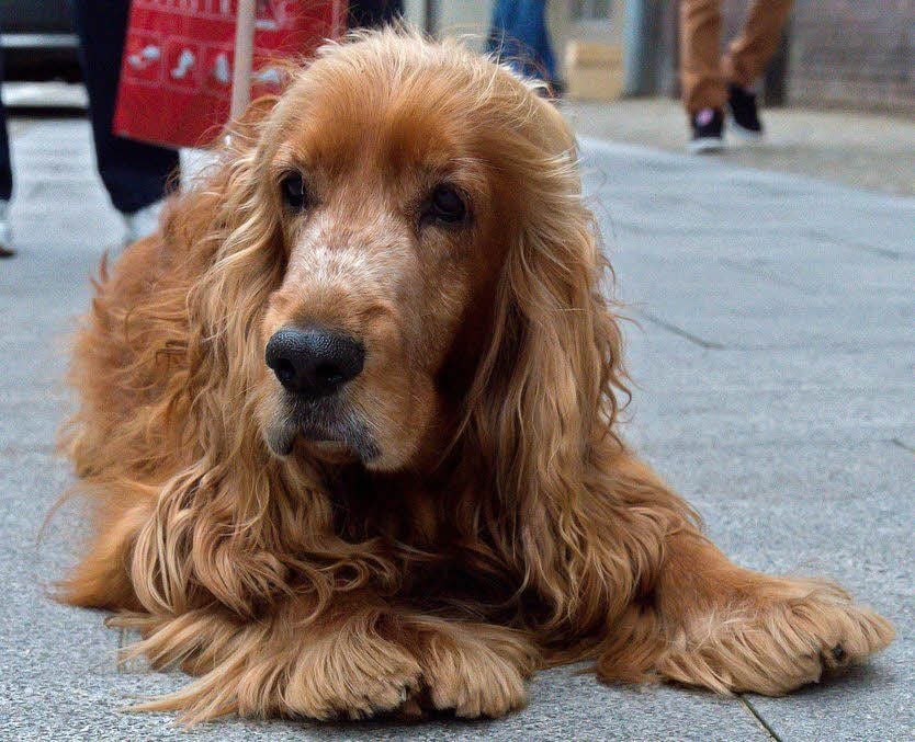 Die Höhe der Hundesteuer unterscheidet sich bei den Kommunen im Saalekreis erheblich.