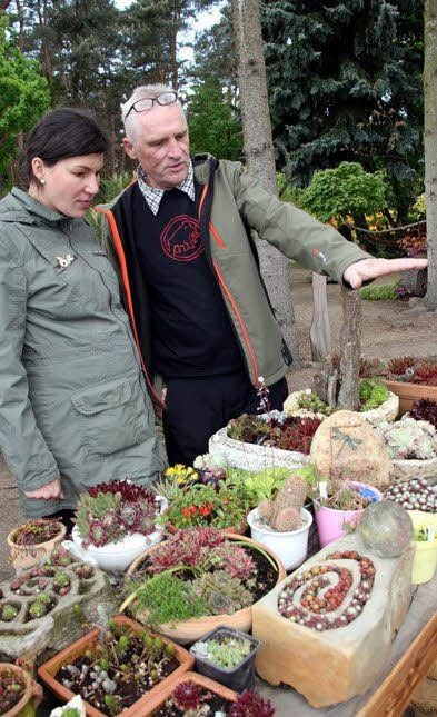 „Einige Sorten treiben so hohe Blütensprossen“, beschreibt Detlef Schulze und erklärt Cathleen Röder, wie er die Töpfe und Steine mit dem unverwüstlichem Hauswurz bepflanzt hat.