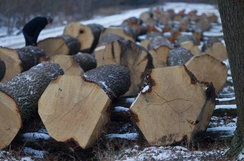 Baumstämme werden am Mittwoch auf dem Holzlagerplatz im Revier Bischofswald bei Behnsdorf (Bördekreis) begutachtet. (FOTO: DPA)