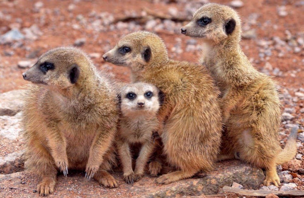 Die Erdmännchen fühlen sich auf der neuen Anlage direkt hinter dem Tiergarten-Eingang sehr wohl. Die acht Tiere, darunter fünf Halbwüchsige, können hier ihrem ausgeprägten Buddeltrieb folgen.