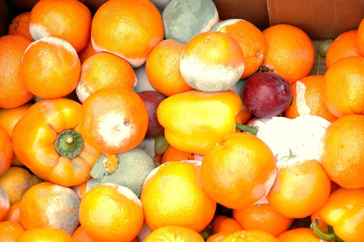In den Obst- und Gemüseabteilungen liegen viele gammelige oder schimmelige Paprika, Tomaten, Gurken, Auberginen, Mandarinen, Zitronen und Salat. Die verdorbene Ware lag häufig den ganzen Tag in den Regalen.