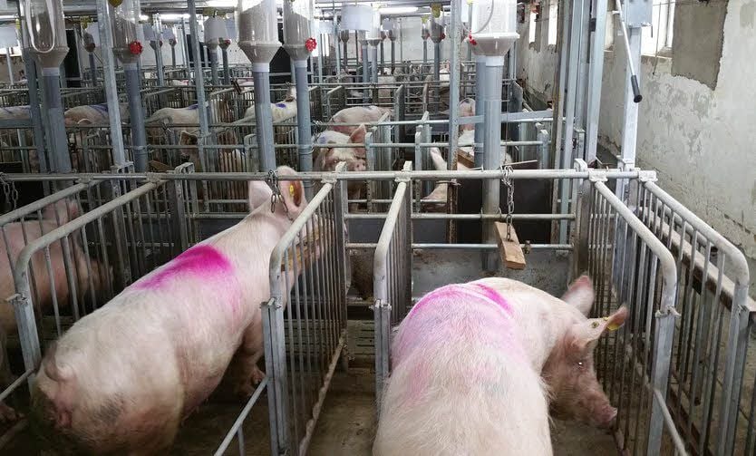 So sehen die Kastenstände im Agrarunternehmen Barnstädt aus.