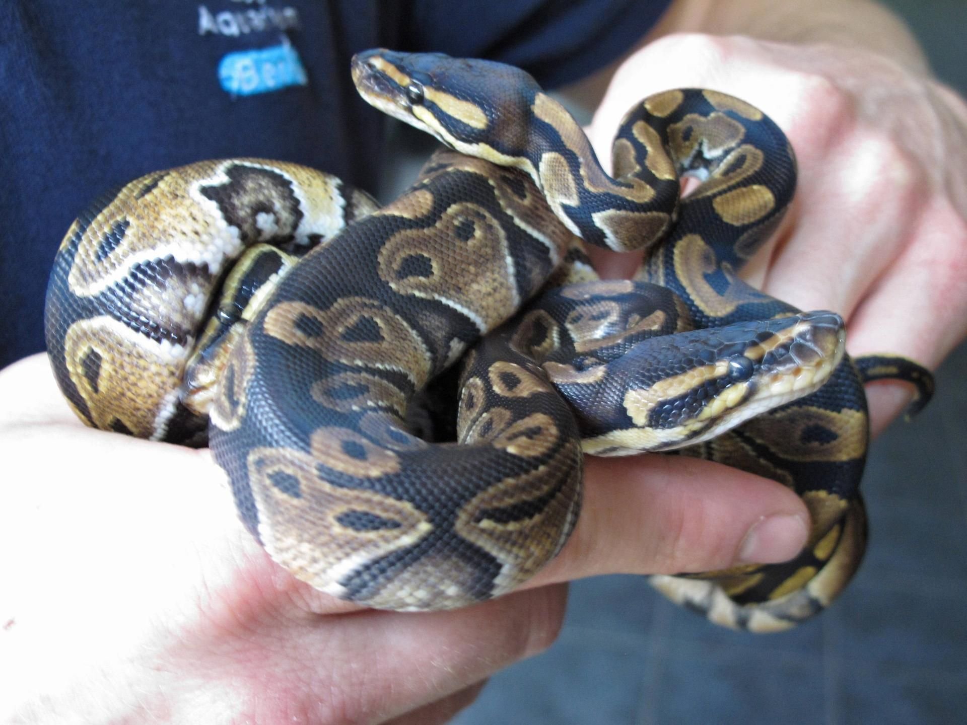 Ein Mann hält zwei Königspythons in seiner hand. In Darmstadt hat ein 19-Jähriger eine Schlange in seiner Hose transportiert. (Symbolbild)