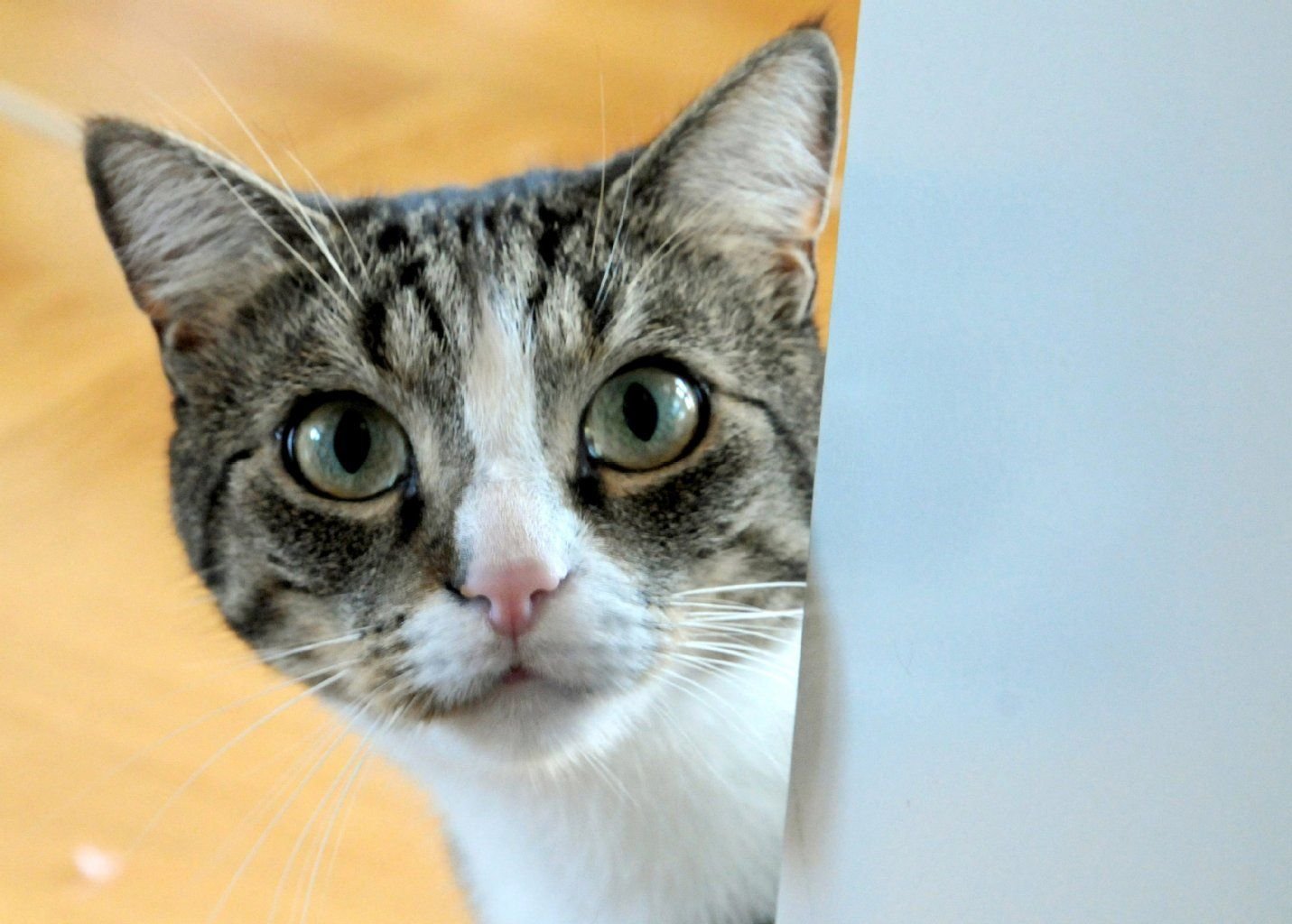 Katze
