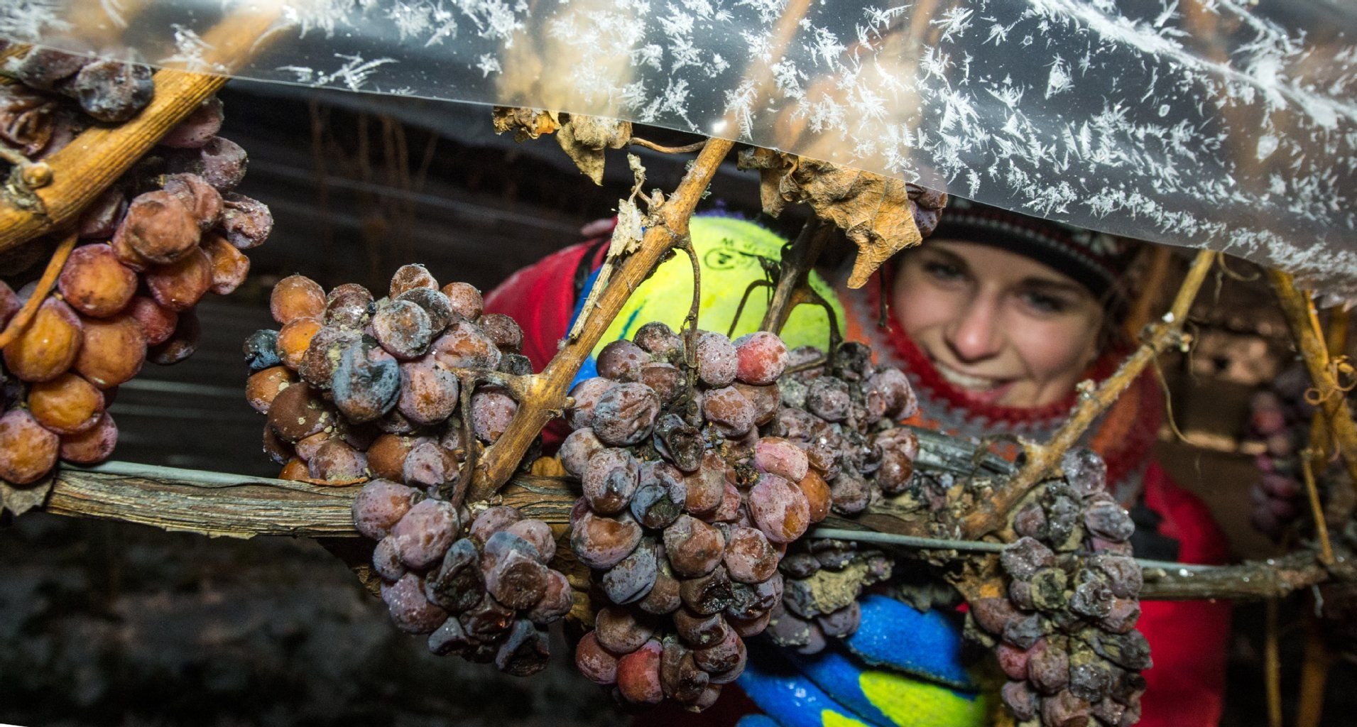 Bei klirrenden minus 13 Grad liest Paula Löber, Auszubildende im Landesweingut Kloster Pforta, am Dienstag Trauben für Eiswein in Naumburg (Sachsen-Anhalt).