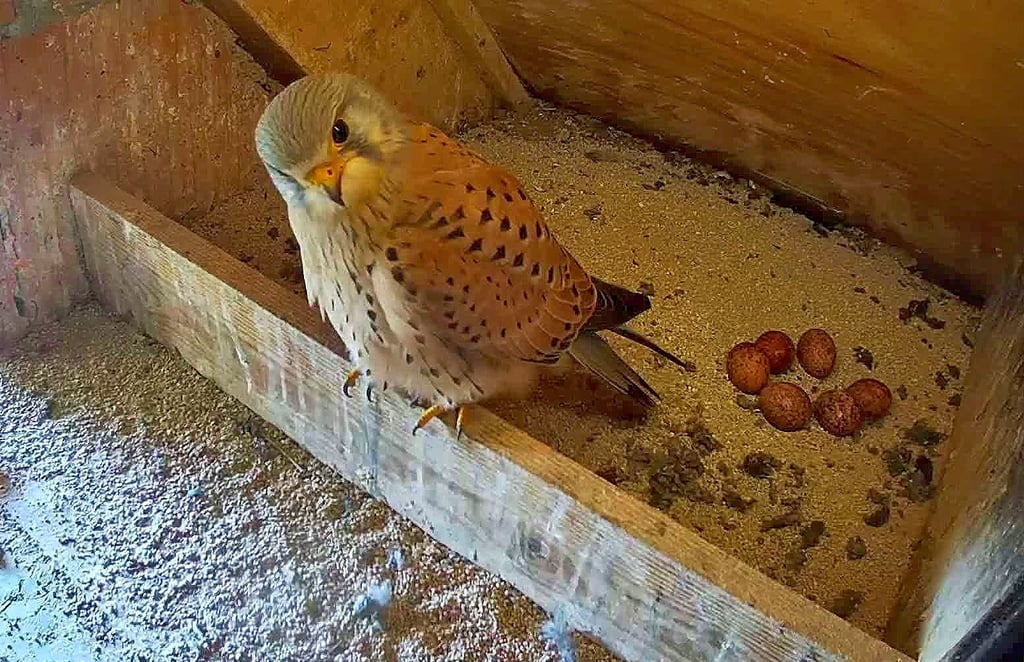 Der Turmfalke bewacht aufmerksam seine Gelege: Familie Müller im Blumenberg freut sich, dass der Gibel ihres Hauses auch in diesem Jahr wirder von einem Falken-Paar als Nistplatz ausgewählt wurde.