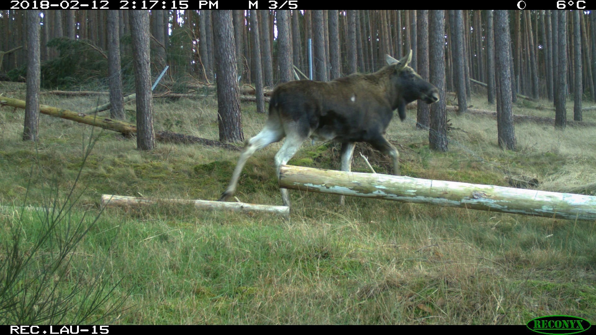 Der Elch im Fläming wurde auch von einer Wildkamera erfasst.