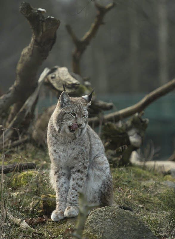 Öfter in Position und für die Besucher zu sehen ist die Luchskatze des Tierparks.