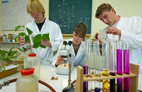Die drei Schüler (v.l.) Philipp Humbsch, Laura Griewahn und Franz Mierke von der 12. Klasse des Gauss-Gymnasiums in Frankfurt (Oder) experimentieren im Biologieunterricht. (FOTO: DPA)