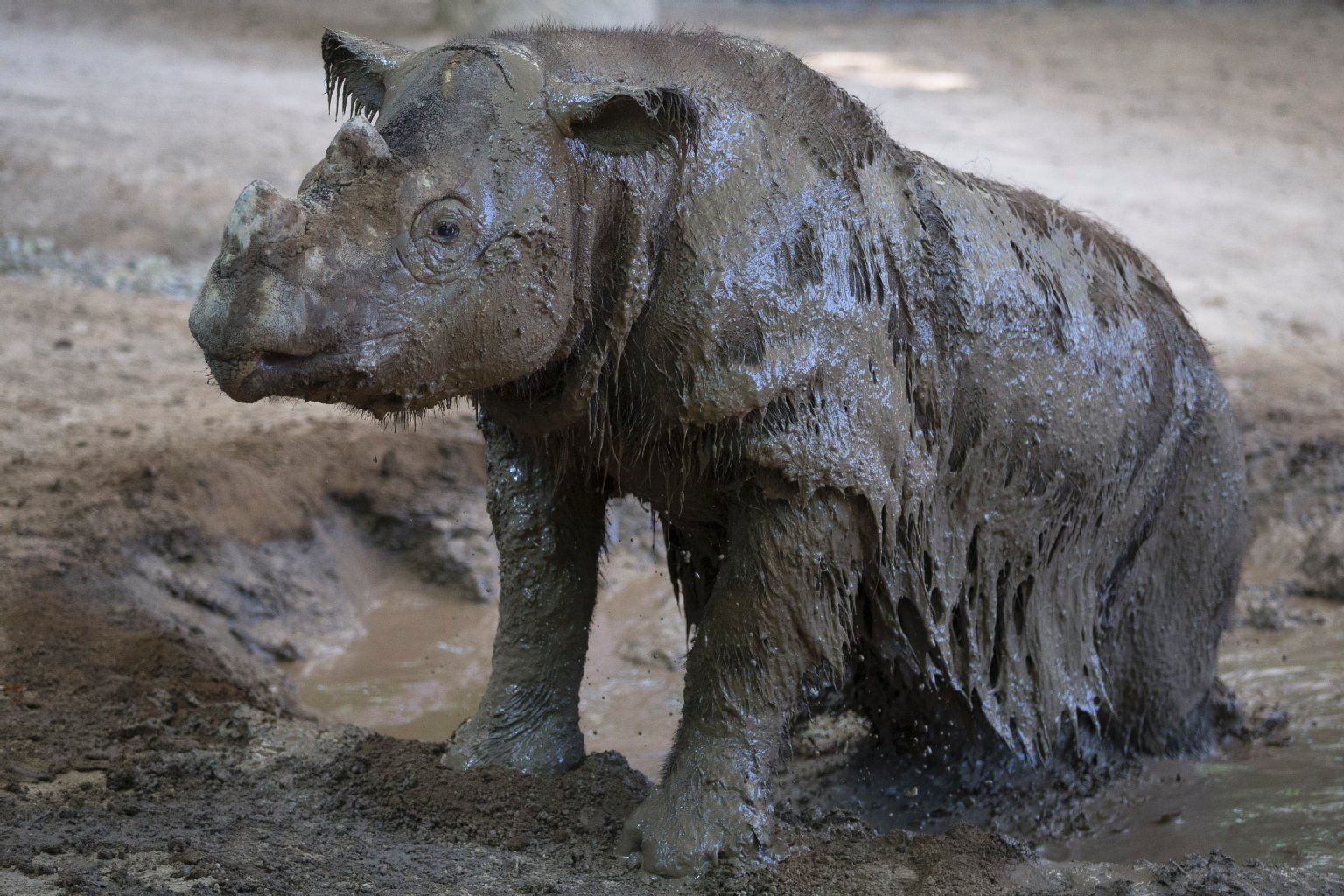 Nashorn-Bulle Harapan soll helfen, die Sumatra-Nashörner vor dem Aussterben zu retten.