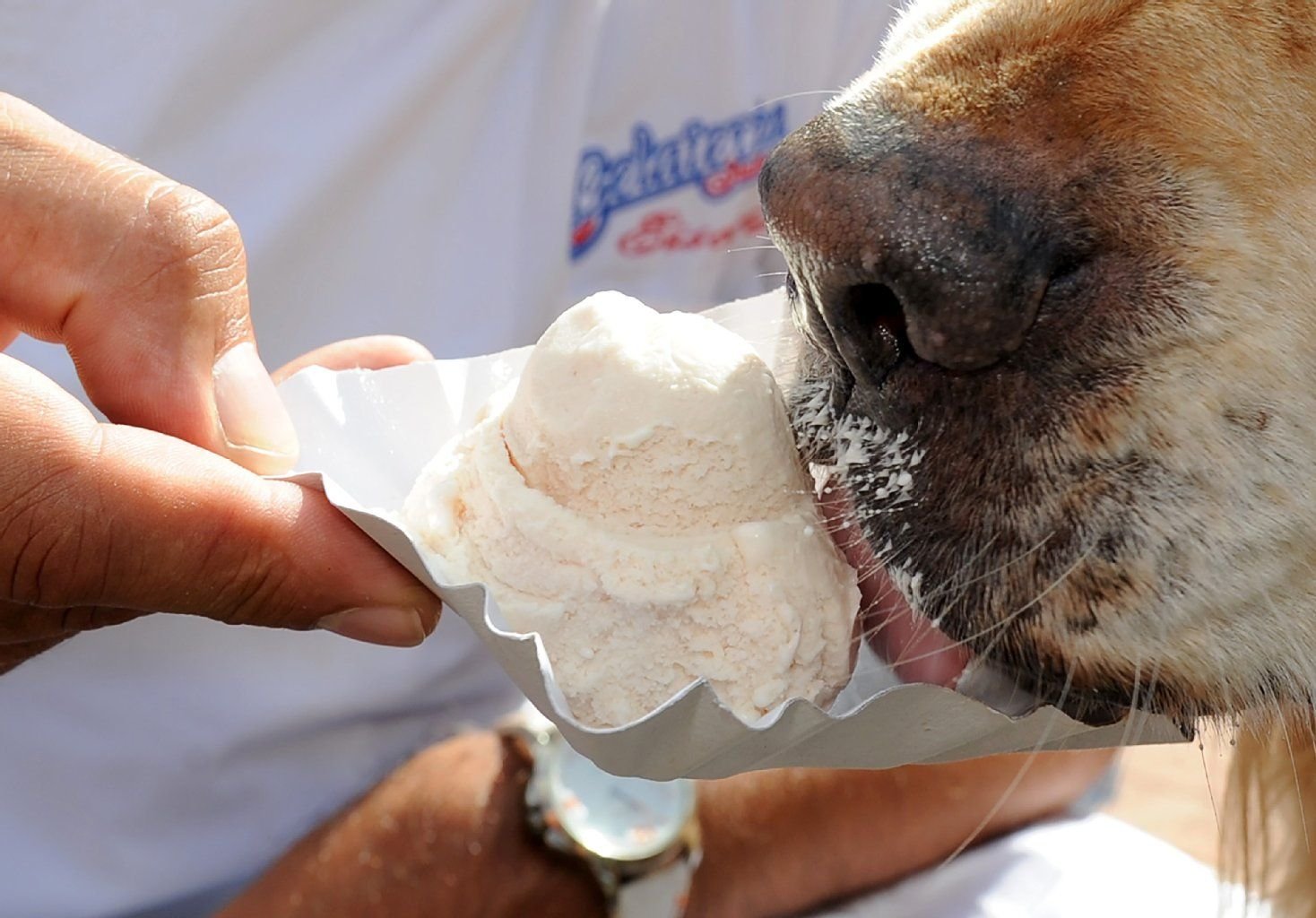 Ein speziell für Hunde hergestelltes Leberwurst-Eis - ohne Zucker - könnte der Verkaufsschlager im Sommer werden.