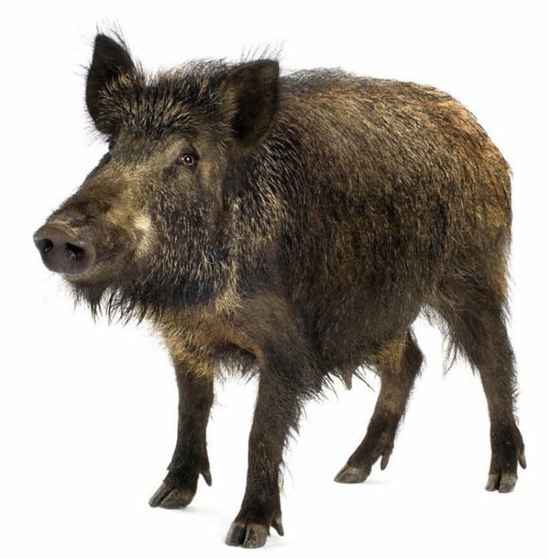Wildschwein