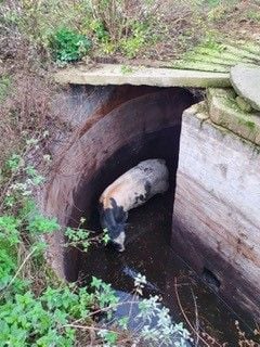 Ein freigelassener Bulle stürzte in eine Jauchegrube und konnte sich nicht selbst daraus befreien.