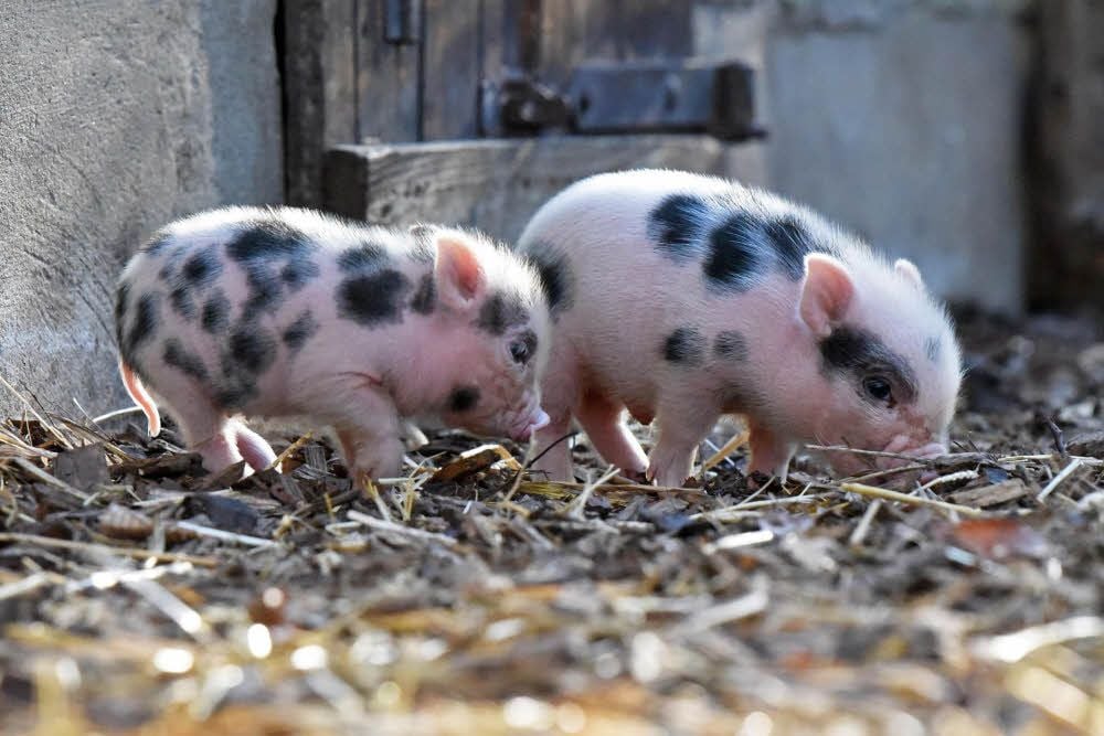Die kleinen Minischweine sind erst wenige Tage alt. Bald werden sie auch öfter draußen im Streichelgehege zu sehen sein.
