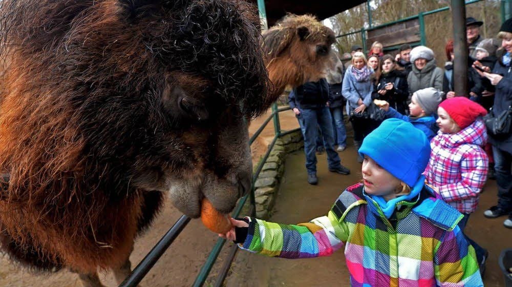 Die Trampeltiere wurden während des Spaziergangs von mutigen Kindern gefüttert.