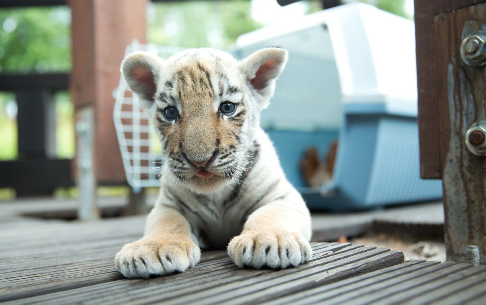 Woher der kleine Tiger Diego stammt ist weiterhin unklar. Vor rund sechs Wochen wurde das Tierbaby vor einer Tierarztpraxis ausgesetzt.