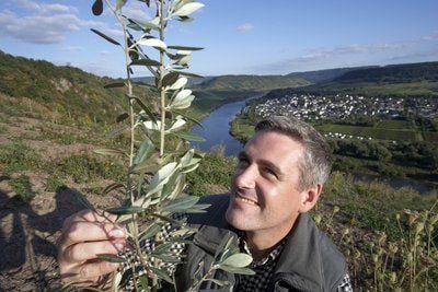 Der Olivenanbauer Bernd Schäfer betrachtet in seinem Olivenhain in einem ehemaligen Weinberg bei Pünderich an der Mosel einen jungen Olivenbaum. (FOTO: DPA)