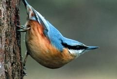 Kopfüber klettert ein Kleiber an einem Baumstamm hinunter. Der Naturschutzbund Nabu kürte den Vogel mit dem typischen blauen Gefieder zum Vogel des Jahres 2006. (Foto: dpa)