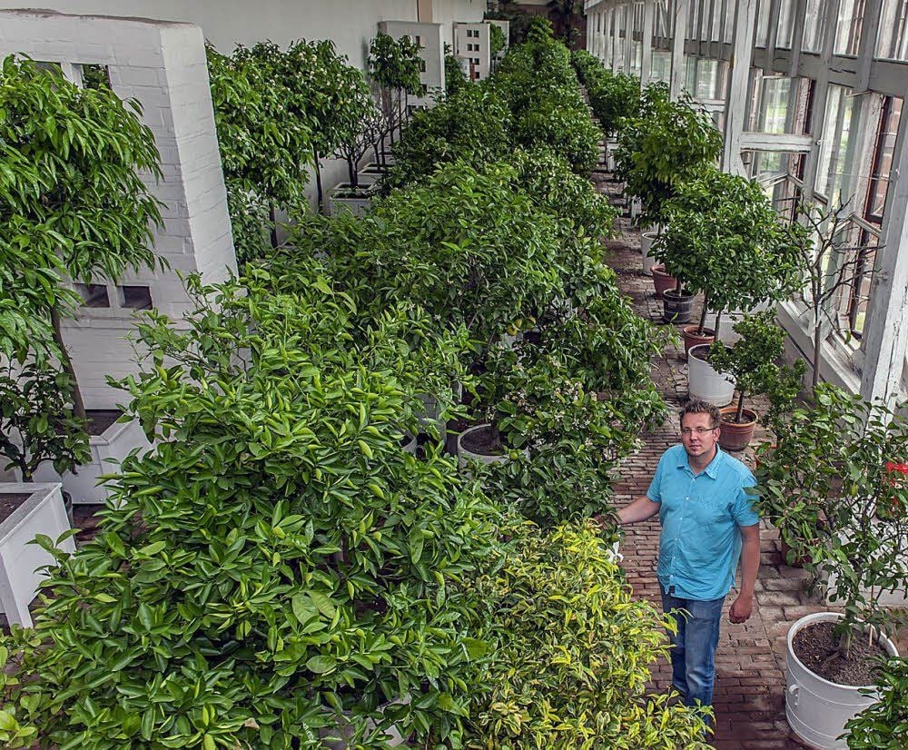 Sebastian Doil ist Herr über 250 Zitrusgewächse in der Oranienbaumer Orangerie.