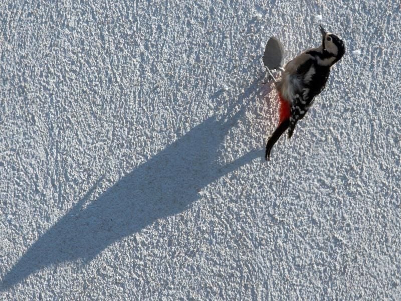Ein Buntspecht hackt ein Loch in die Wand eines Hauses. Foto: Soeren Stache/Archiv
