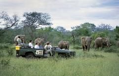 Den Elefanten ganz nahe sein - in Südafrika boomen nicht nur die Safari-Angebote. Die Zahl der deutschen Urlauber im Lande steigt auch insgesamt weiter an. (Foto: dpa/South African Tourism)