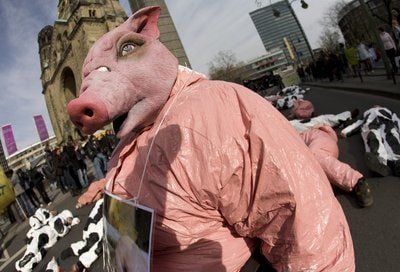 Aktivisten des Tierrechtsbündnisses Berlin-Vegan Berlin/Brandenburg e.V., des Vegetarierbundes Deutschland e.V. und Tierversuchsgegner demonstrieren als Schweine und Kühe verkleidet in einer Performance den symoblischen Akt des «Sich-Tot-Stellens» auf dem Kurfürstendamm in Berlin. (FOTO: DPA)