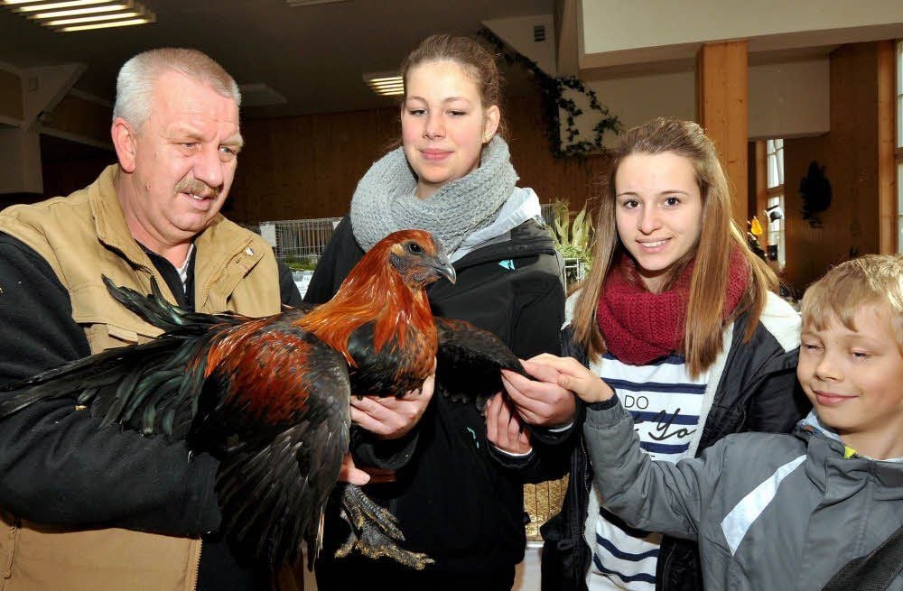 Udo Künzel zeigt einen Hahn der Rasse Brügger Kämpfer. Tara Tretner, Amy Marie und Finn Ole Tretner sind überrascht über die Größe des Tieres.