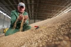Rüdiger Telschow, landwirtschaftlicher Mitarbeiter der KTG Agrar AG, überprüft in Putlitz (Kreis Prignitz) die Qualität des Weizens. (Foto: ddp)