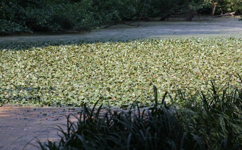 Dichte Wassernussbestände bedecken den Saarensee.
