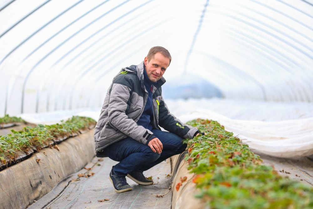 Ingo Hindorf aus Langeneichstädt setzt bei seinen Erdbeeren auf Tunnelgewächshäuser. So erreicht er eine möglichst frühe Ernte.