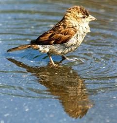 Ein erfrischendes Bad nimmt ein Spatz (Haussperling) in einer Pfütze. Der Haussperling war Vogel des Jahres 2002. Die Naturschützer wollten damit darauf aufmerksam machen, dass selbst ein «Allerwelts-Vogel» wie der Spatz bedroht ist. (Foto: dpa)