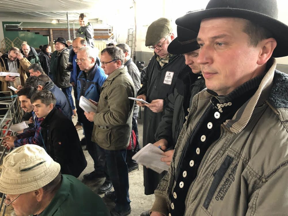 Axel Weinhold hat für seinen Kauf nur halb so viel Geld wie für den teuersten Bock des Tages ausgegeben. Er bezahlte 1.500 Euro für ein Merinofleischschaf.