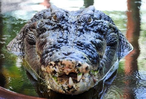 Ein riesiges Krokodil. Rund 15.000 Krokodile sind von einer Farm in Südafrika entkommen. (FOTO: DPA/ARCHIV)