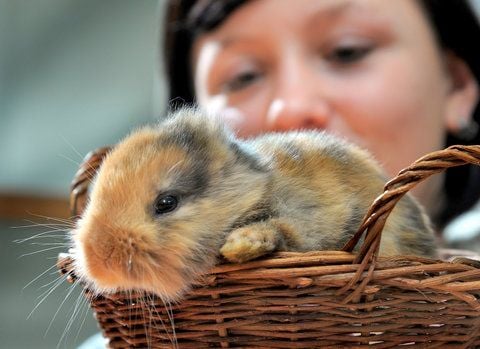 Sophie Hartig betrachtet im Tierpark Limbach-Oberfrohna das Hauskaninchen ohne Ohren. Das kleine Tier sollte die Attraktion des Parks werden. (FOTO: DPA)