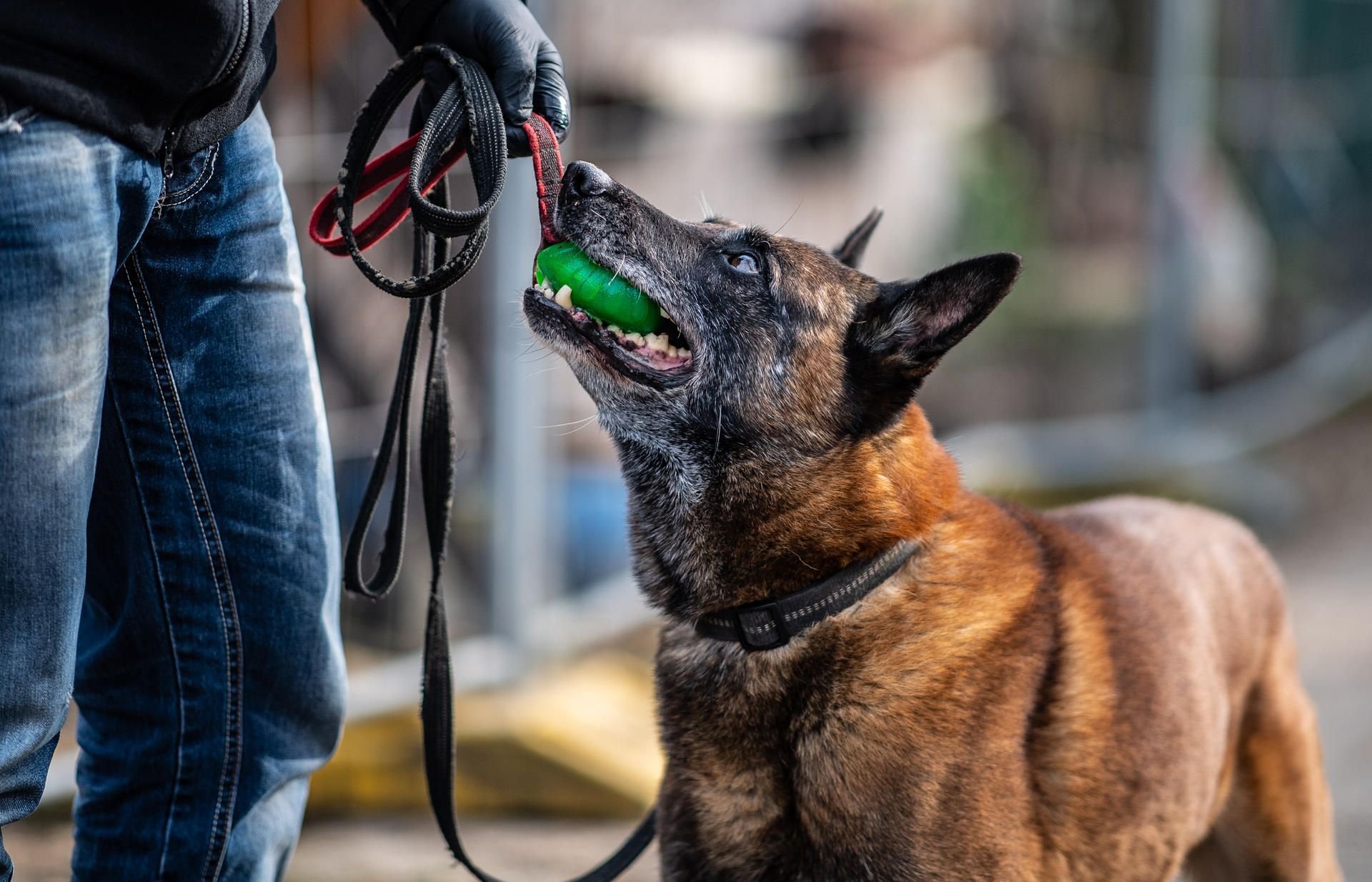 Der Belgischen Schäferhund Artus, der auf Datenträger spezialisiert ist, hat nach der Durchsuchung der Parzelle des mutmaßlichen Täters einen Ball als Belohnung bekommen.
