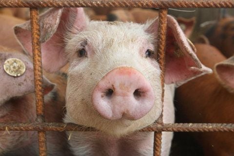 In Thüringen sind in einem Schweinezuchtbetrieb elf Sauen getötet worden. Das LKA ermittelt.