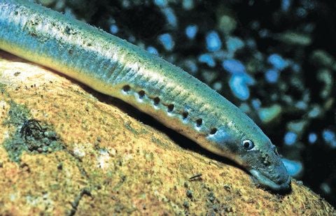 Das Neunauge ist zum Fisch des Jahres 2012 gewählt worden. (FOTO: DPA)