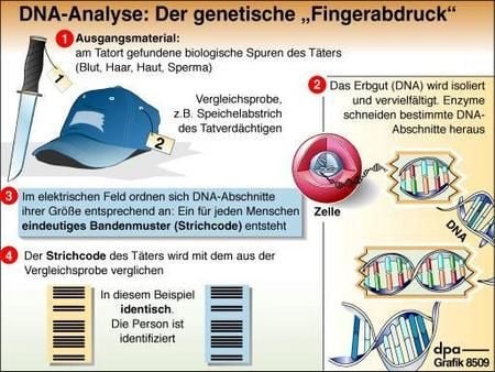 So funktioniert die DNA-Analyse (Grafik: dpa)